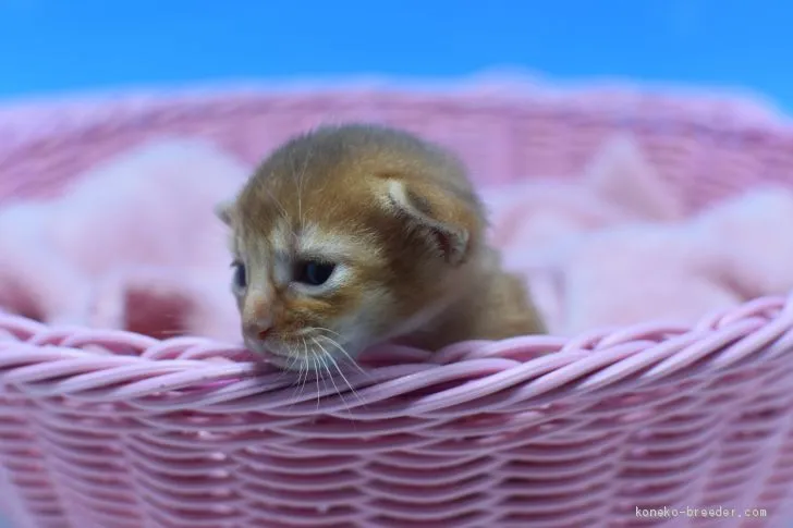 ID：2005-01166の子猫