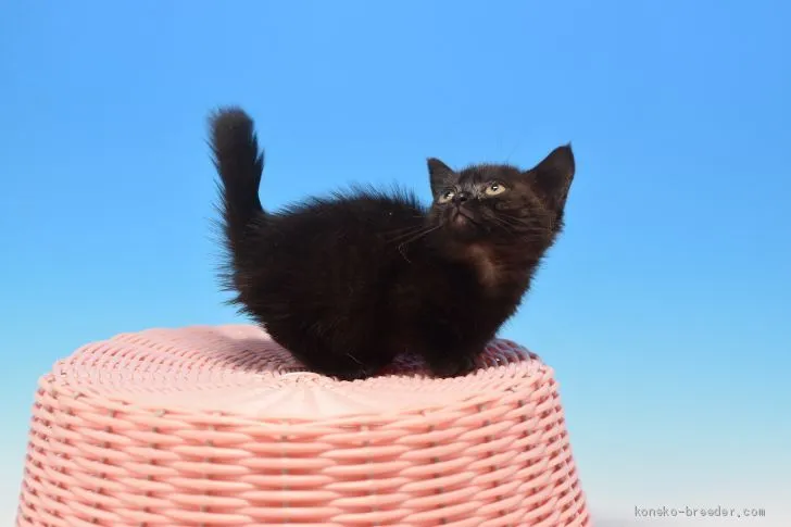 ID:1912-00113の子猫