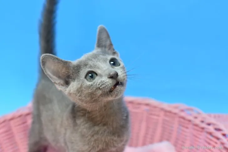ID:2111-00760の子猫