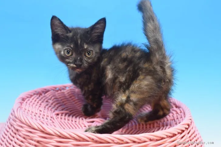 ID：2009-01584の子猫