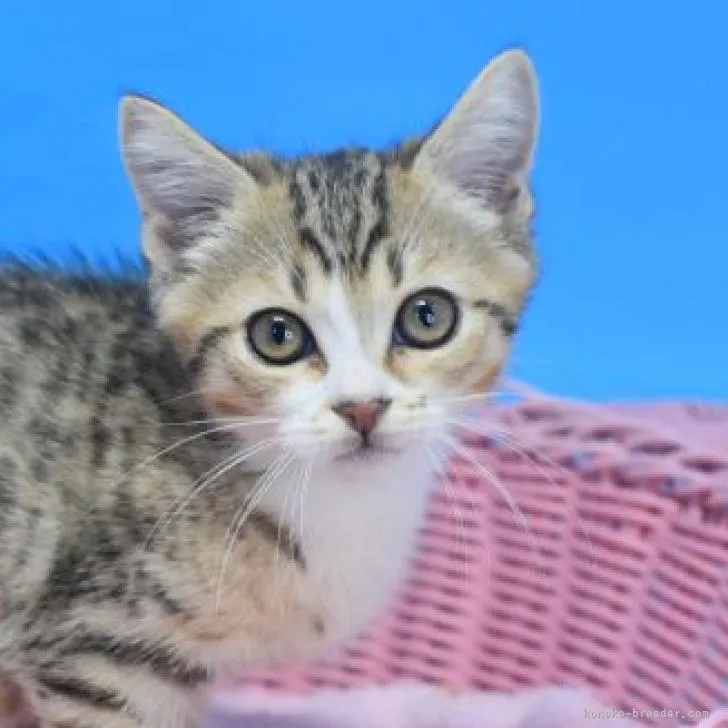 ID:2208-00521の子猫