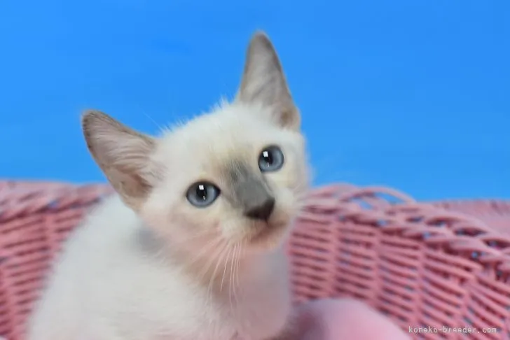 ID:2112-01648の子猫