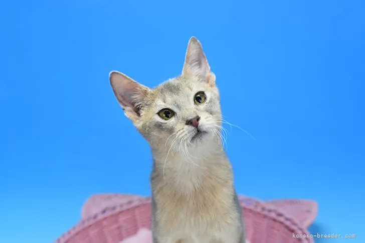 ID:2203-01411の子猫