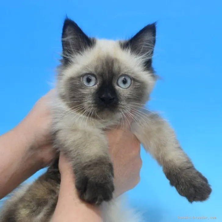 ID:2302-01166の子猫