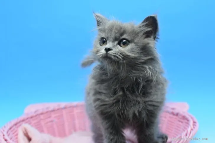 ID：2004-02406の子猫