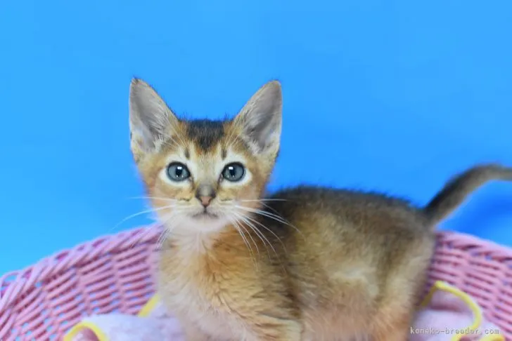 ID：2103-01059の子猫