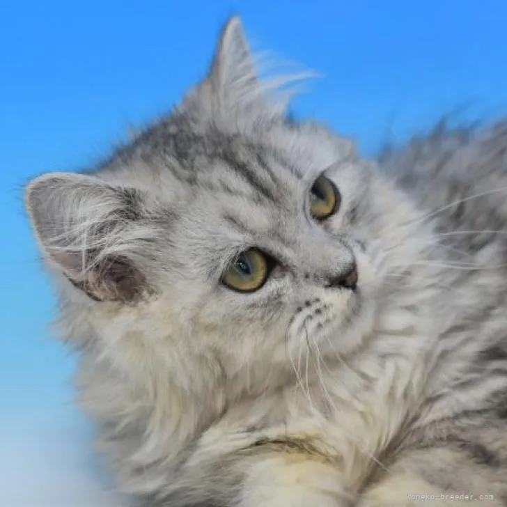 ID：2212-02401の子猫