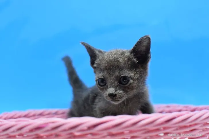 ID:2005-00513の子猫