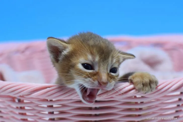 ID：1905-01281の子猫