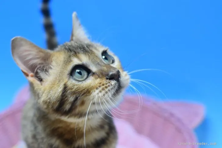 ID:2112-01943の子猫
