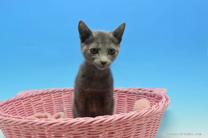 ID:1912-00556の子猫