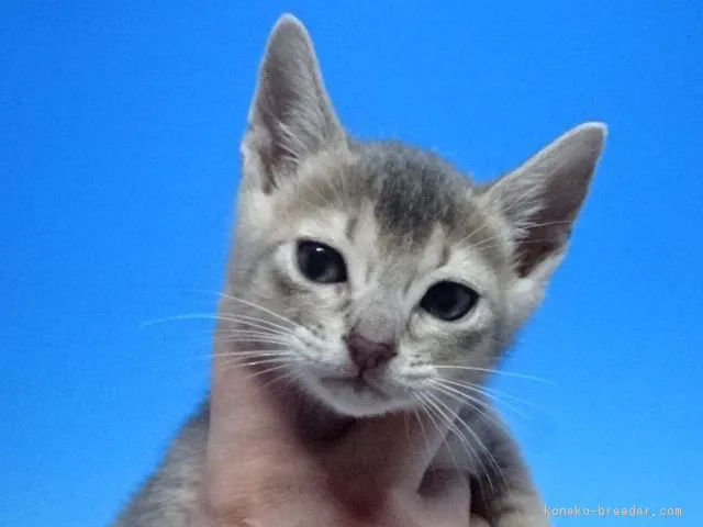 ID:1811-01094の子猫