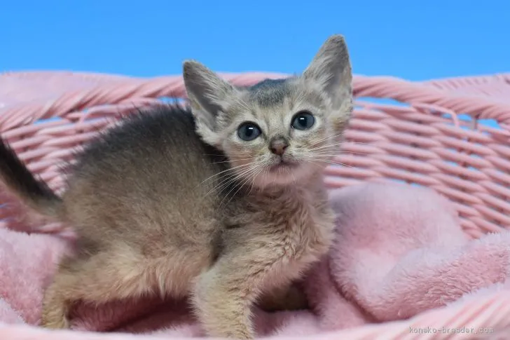 ID：1909-01767の子猫