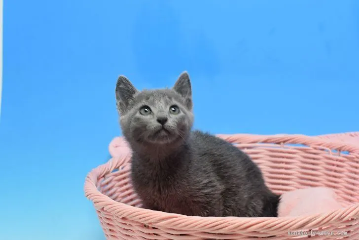 ID：1912-00555の子猫