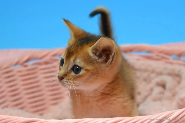 ID:1903-00478の子猫