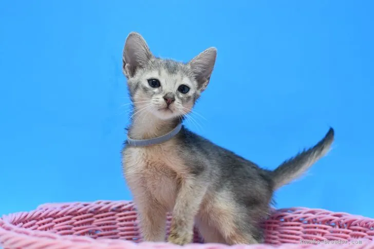 ID:2008-00479の子猫