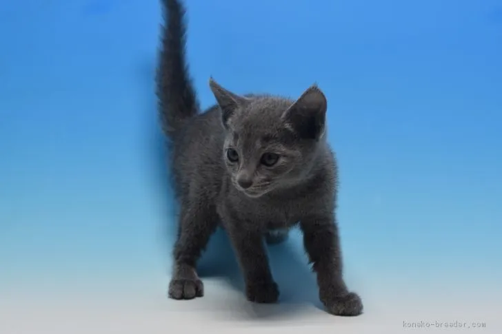 ID:1910-01754の子猫