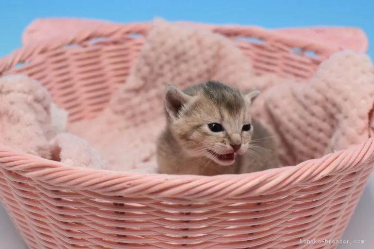 ID：1903-01572の子猫