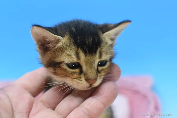 ID：2106-01348の子猫