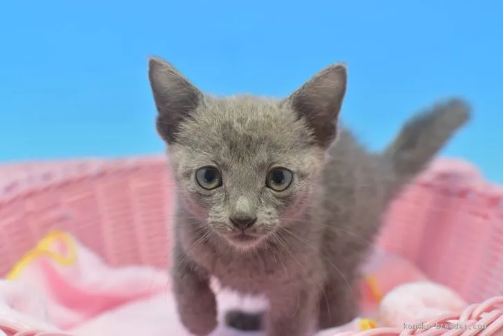 ID：2010-01585の子猫