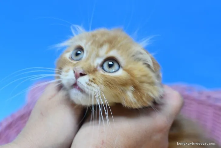 ID:2112-00189の子猫