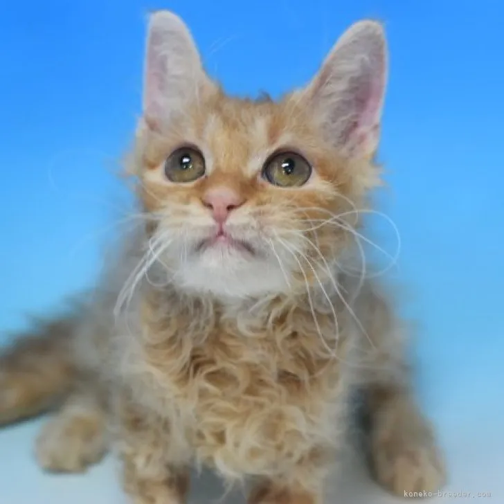 ID：2304-00468の子猫