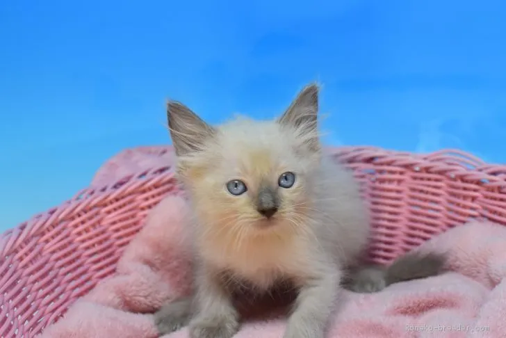 ID:2009-01552の子猫