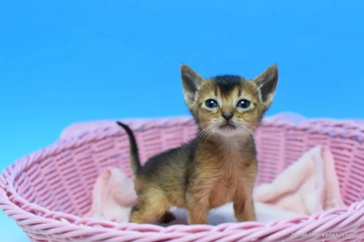 ID：2005-01606の子猫