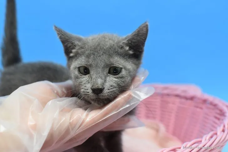 ID：2004-02419の子猫