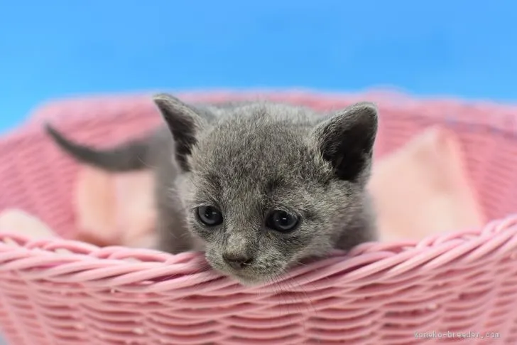 ID:2005-01169の子猫