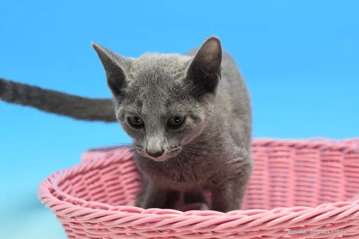 ID:2001-00038の子猫