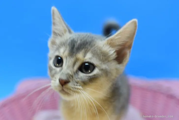 ID：2011-01878の子猫