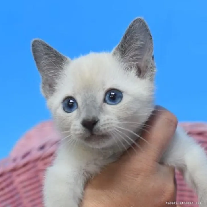ID:2301-00882の子猫