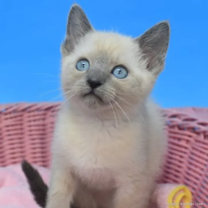 ID:2303-00836の子猫
