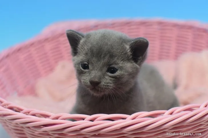 ID:2002-00940の子猫