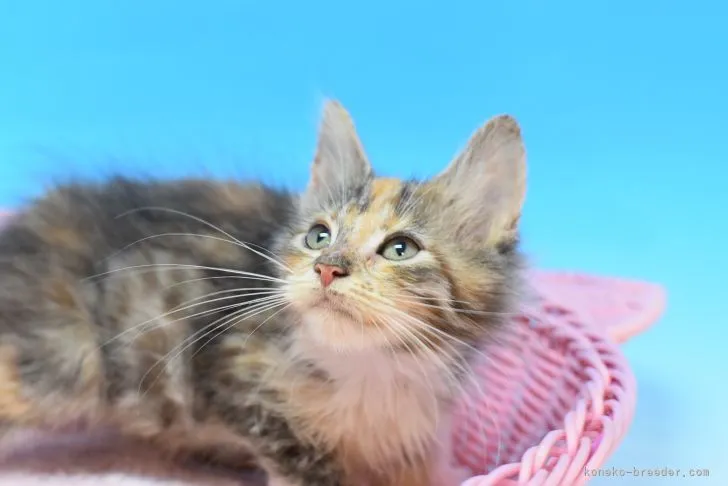ID：2105-01761の子猫