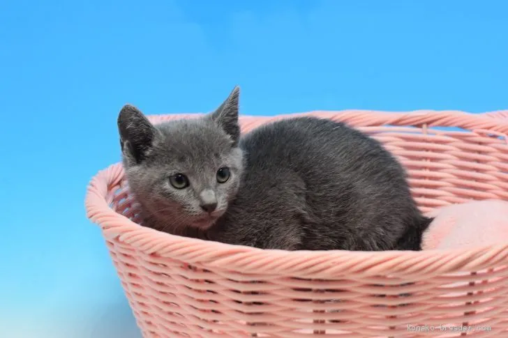 ID:1912-00554の子猫