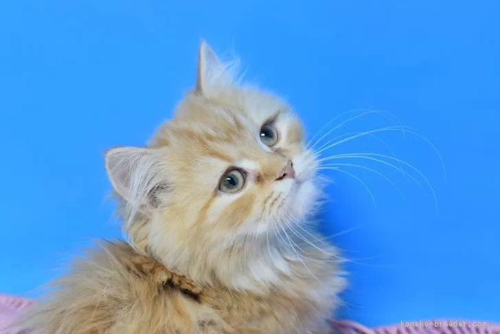 ID：2109-02756の子猫
