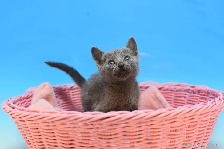 ID:2008-01952の子猫