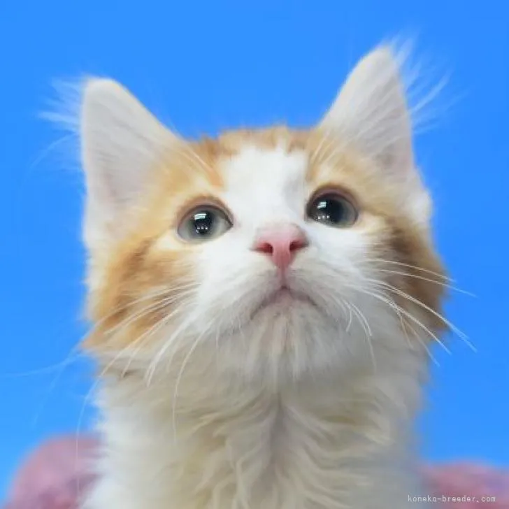 ID:2301-00891の子猫