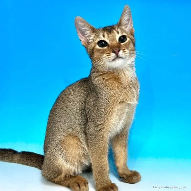 ID：2309-00345の子猫