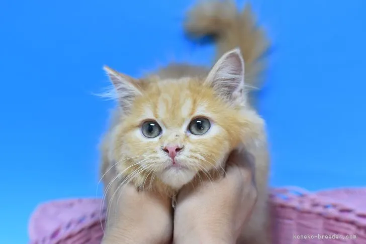 ID：2107-01602の子猫