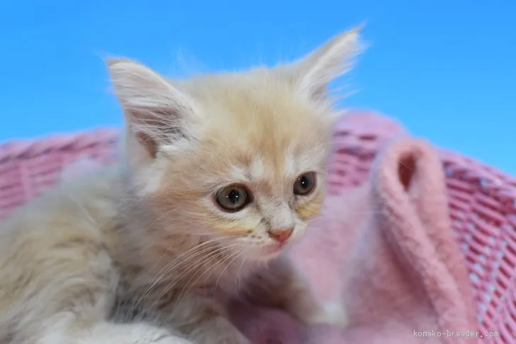 ID:2009-01113の子猫
