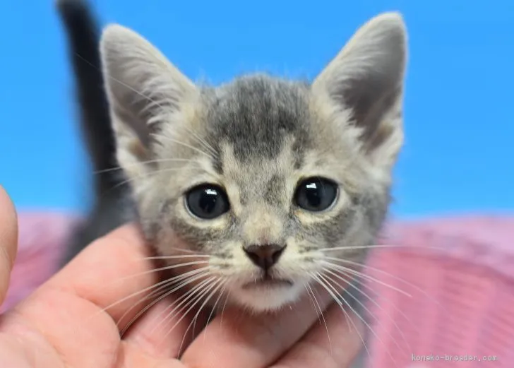 ID:2005-01160の子猫