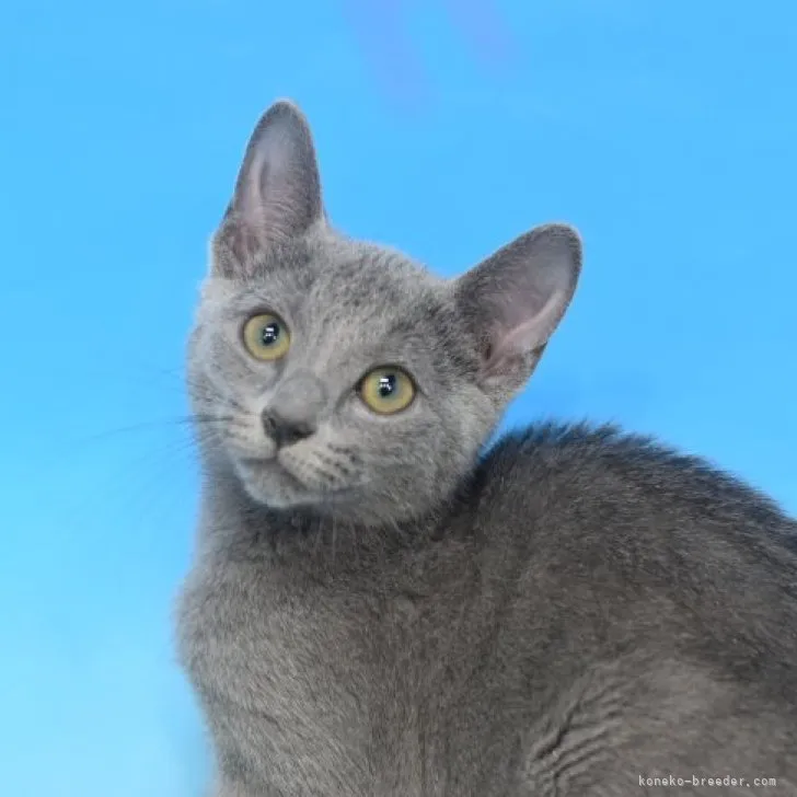 M.Y 様のお迎えした子猫