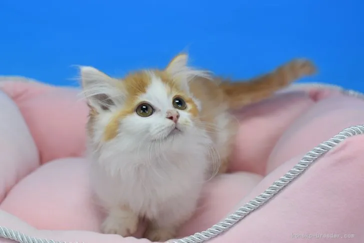 ID:2201-01323の子猫