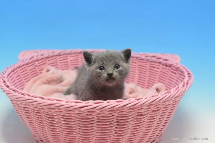 ID:2001-01423の子猫