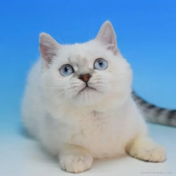 Y.N 様のお迎えした子猫