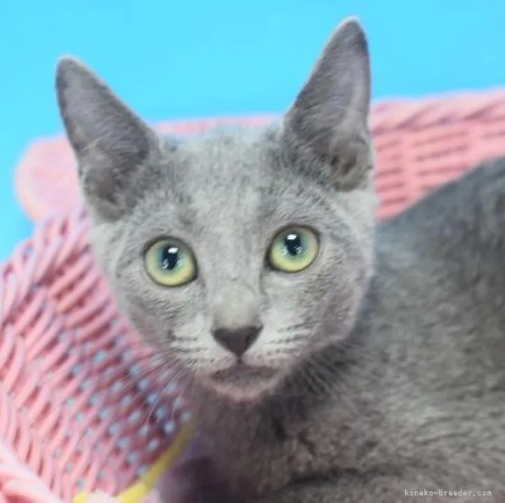 ID：2206-01936の子猫