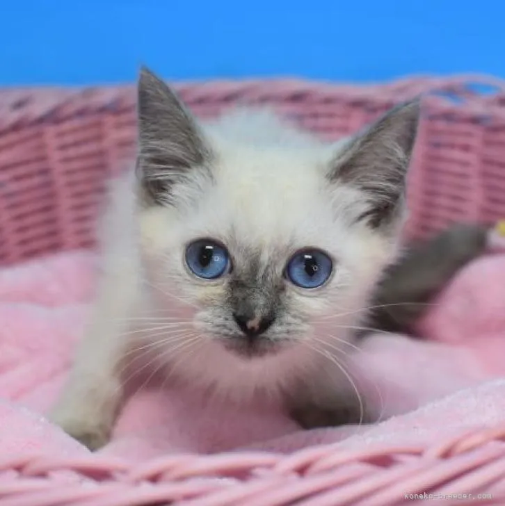 ID:2208-00518の子猫